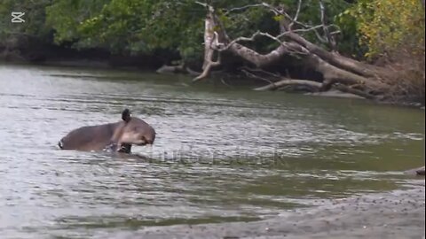 curiosidades sobre el tapir