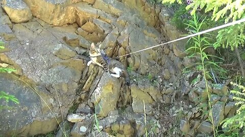 This Cat Loves Rock Climbing