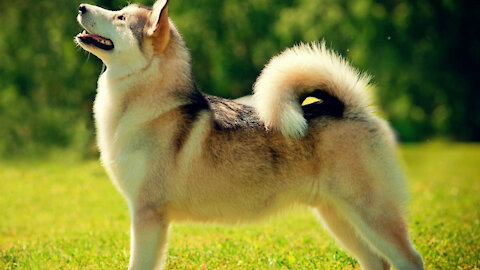 Dog Become Fully Aggressive With Few Simple playing