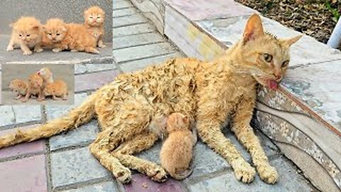 dying cat and her kittens. You won't believe