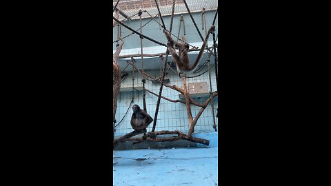 Cutest Monkey Video 🫡