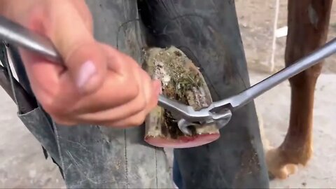 LONG HOOVES on ARABIAN STUD Horse Restoration-8