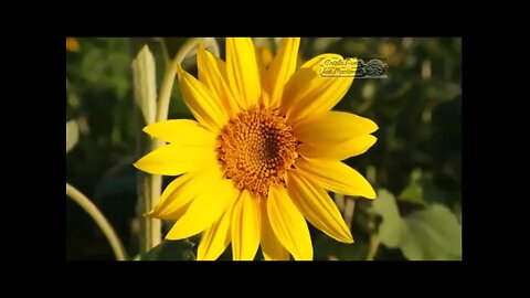 ¿Reflejas en tu vida la fidelidad de Dios ?