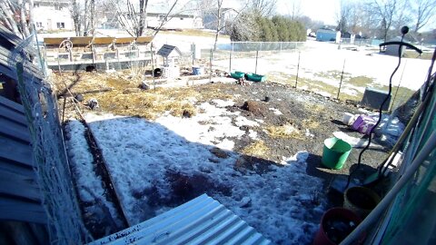 Rabbits running around the thawing garden