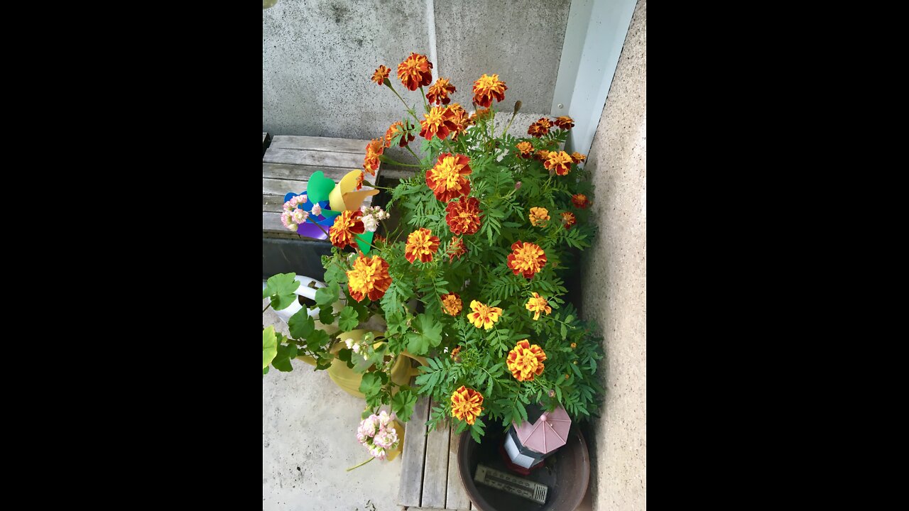 Blommor🥀🌷🌹🌺🌸🌼💐