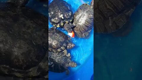 Turtle snack time #shorts