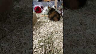What my Guinea pigs do when I clean their home - uncut unedited