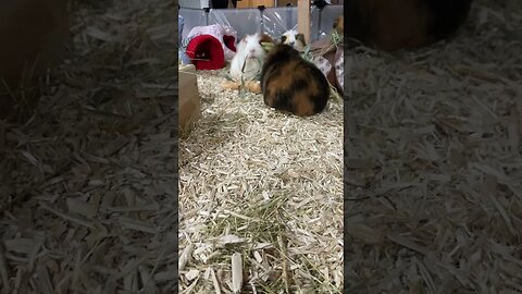 What my Guinea pigs do when I clean their home - uncut unedited