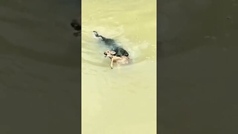 Dog saves the life of fawn which was drowning in river#viral #shortsviral #animallover #rescuedog