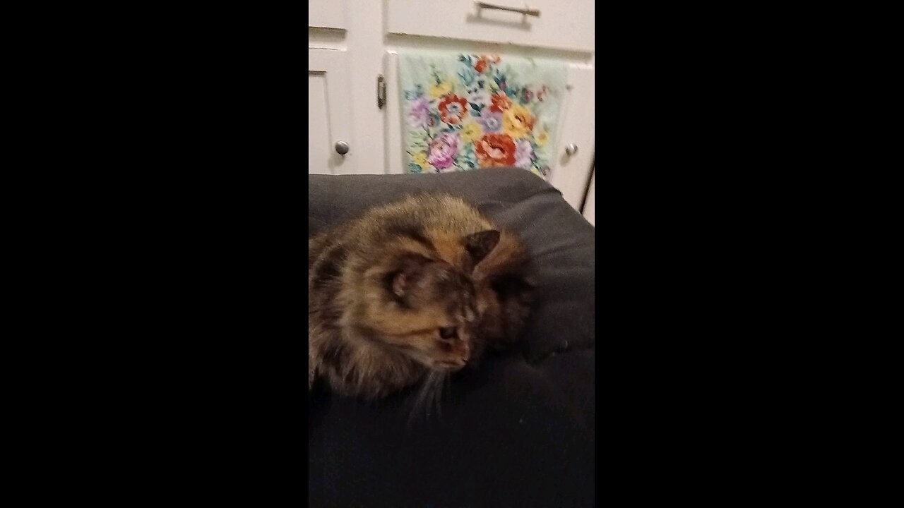 is that a cat