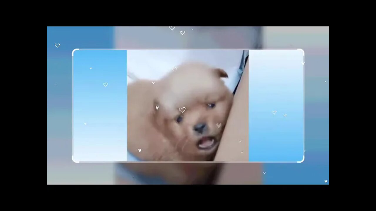 World 's Top Funny Cats Video of the Year 2021