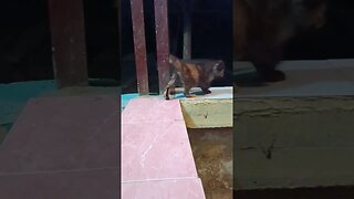 Anak Kucing Meong Meong 😁#shorts #cat #kucing