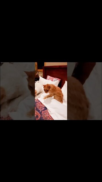 Ares Jack Russell cuddle with 21 years old QQ cat