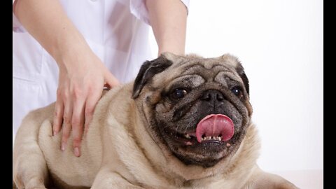 No bones about it, your dog needs an adjustment too! Animal Chiropractic is what we will discuss!