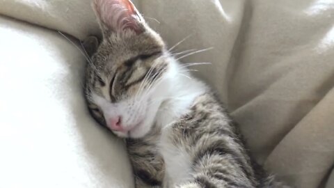 The Kitten with White Socks