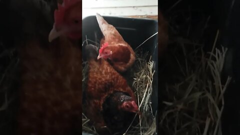 Forest is laying an egg and Chook chook is sitting on Forests eggs