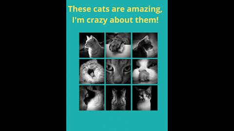 Super nominated, funny cats, funny cat videos