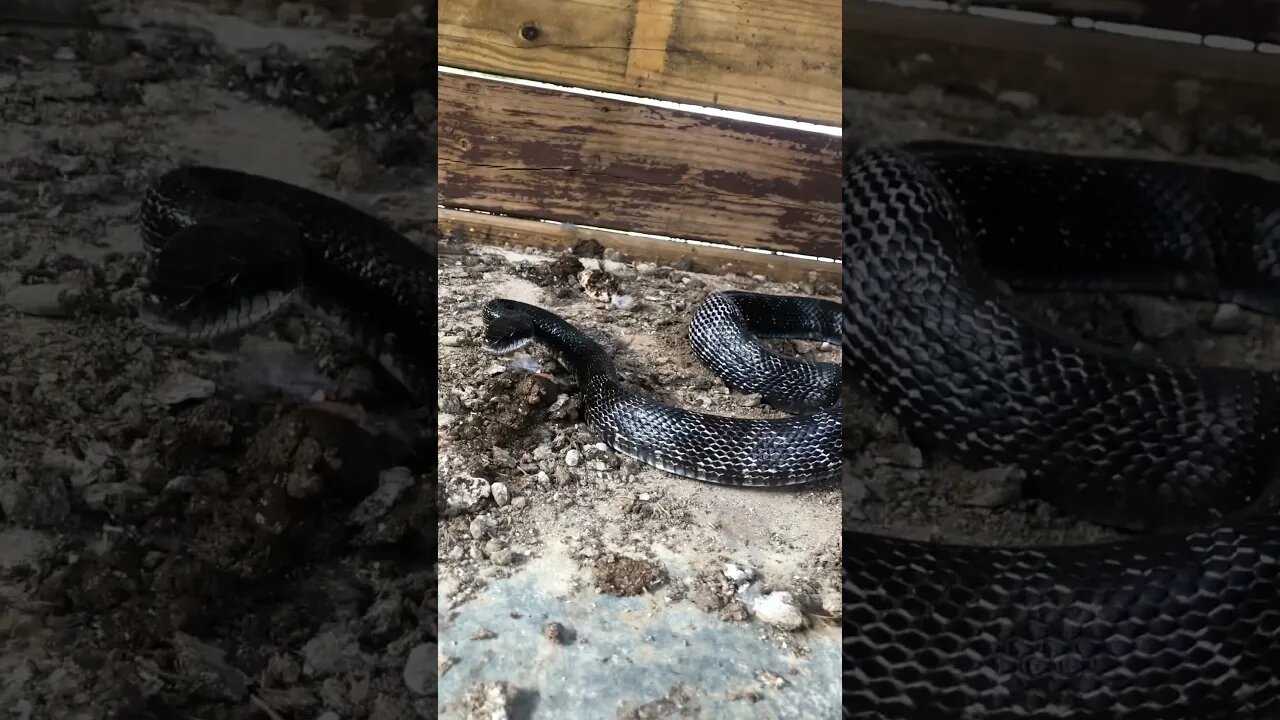 Snake 🐍 eating our eggs!!!