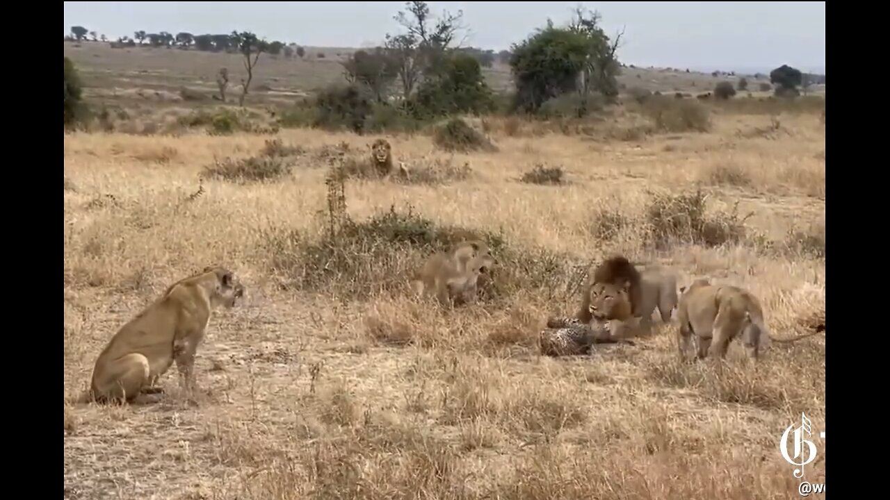 FEMALE LIONESS🐯FIGHTS TO PROTECT🐯INJURED LEOPARD🐆🏜️🦁FROM MALE LIONS🦁💫