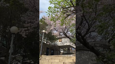 2023년 4월의 벚꽃