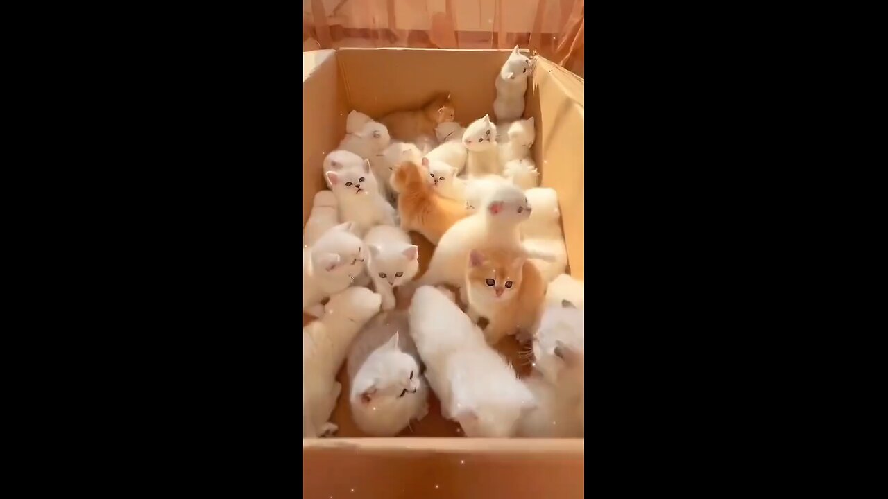 cute cats