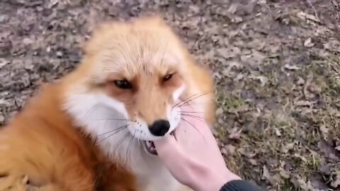 Happy Foxes Playing and Laughing | Funny Sounds