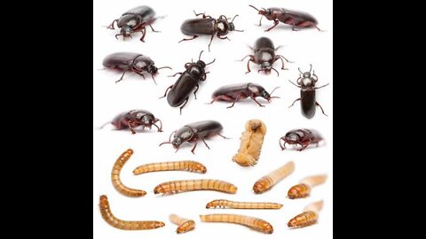 mealworm
