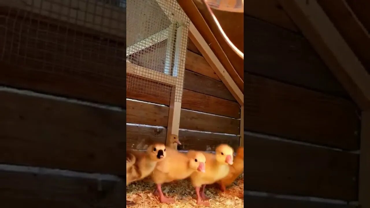 #goslings #babygeese #geese #goose #farmanimals #homesteading #homesteadlife #farm #farmlife #cute