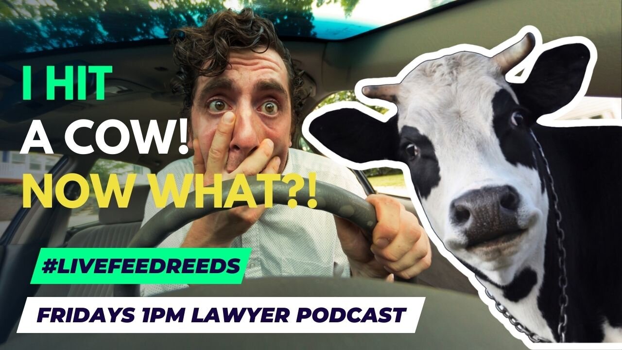 I HIT A COW ON THE ROAD! #LiveFeedReeds - Lawyer Podcast