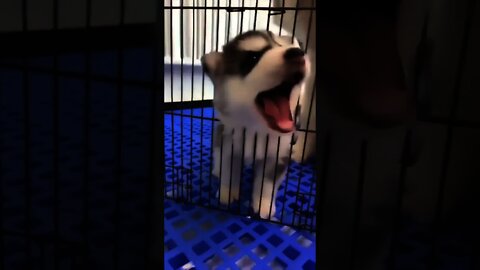 cute husky puppy 🐶||#shorts