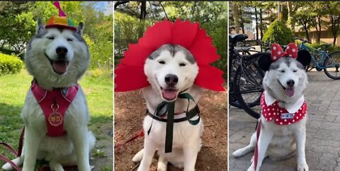 Super Happy Dogs | Funny Dog Video Compilation 2022