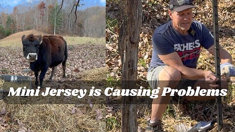 Hurricane Cleanup Issues: The Cow Won’t Stay Put!