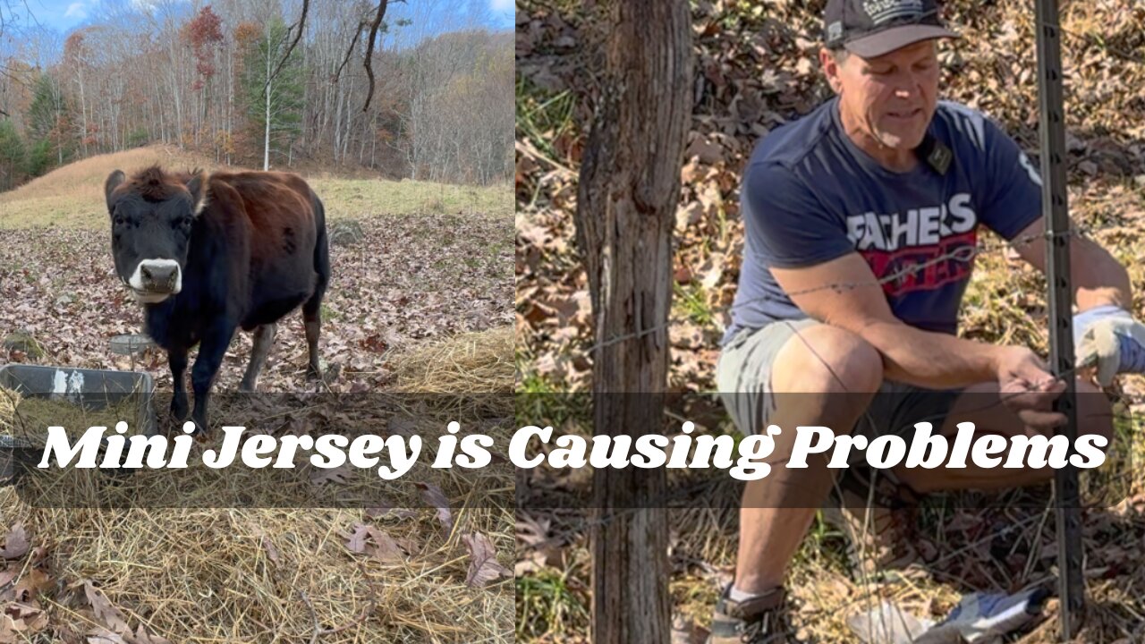 Hurricane Cleanup Issues: The Cow Won’t Stay Put!
