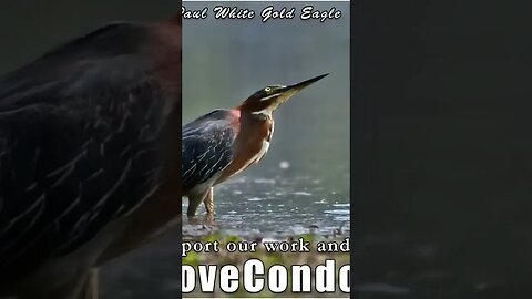 Divine Sovereign Conscious Co Creators of 5D New Earth