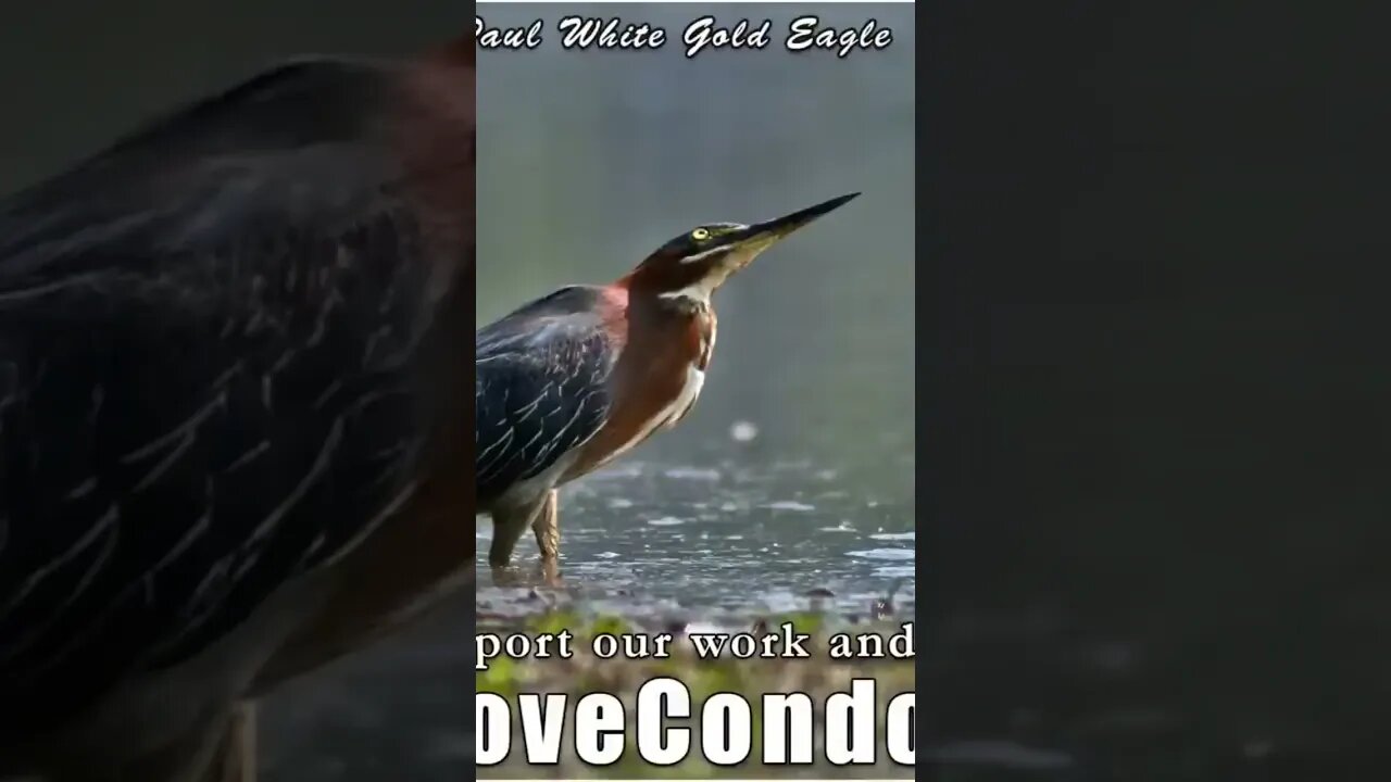 Divine Sovereign Conscious Co Creators of 5D New Earth