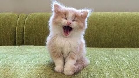 HOMG Super Cute Compilation #17 Best Funny Cats and Dogs Pets Land