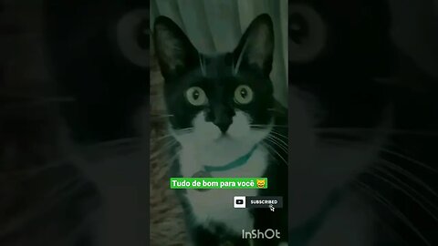 Bom dia sexta-feira. Gato Bartolomeu Tunico 😺