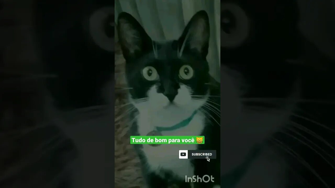 Bom dia sexta-feira. Gato Bartolomeu Tunico 😺