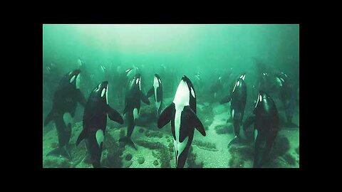 The Way Orcas Prepare for Death Has Shocked the World