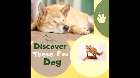Lovely fox dog