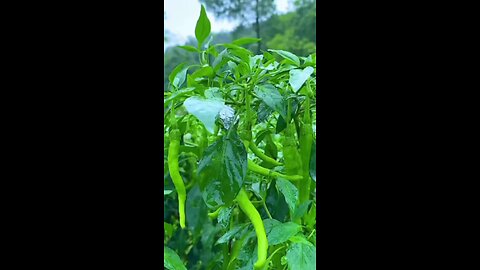 beautiful nature plant