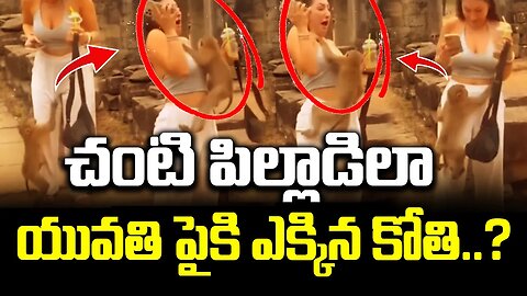 చంటి పిల్లాడిలా యువతి పైకి ఎక్కిన కోతి..| funny monkey doing funny things #viralvideo | FBTV NEWS