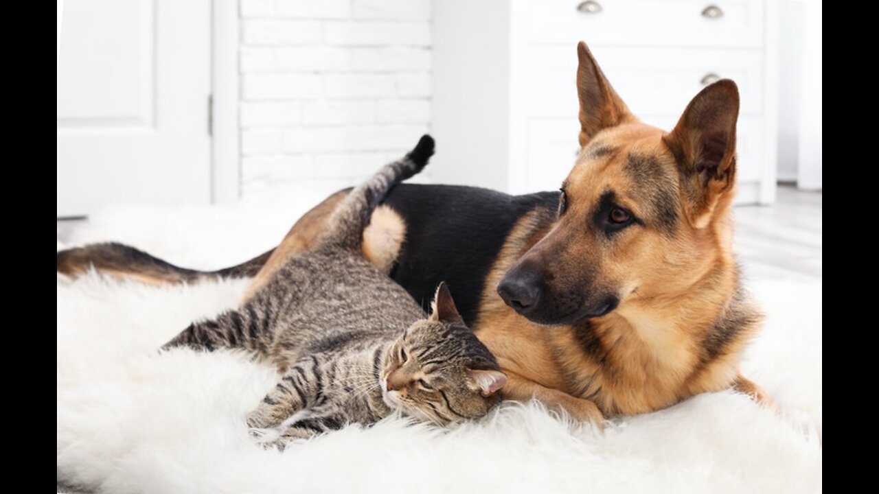 Dog trying to help a little Cat