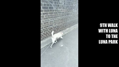 Luna is really a magician ! - Disappearing Act !