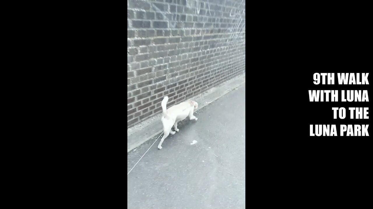 Luna is really a magician ! - Disappearing Act !
