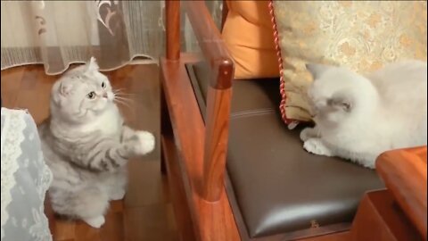Wow!!! Cute and Funny Cat Videos Compilation