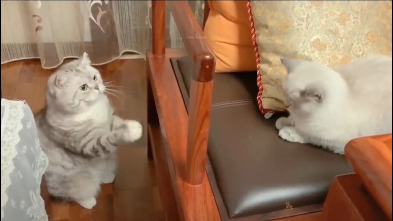 Wow!!! Cute and Funny Cat Videos Compilation