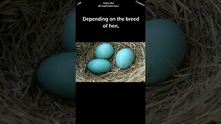 Some hens lay blue eggs