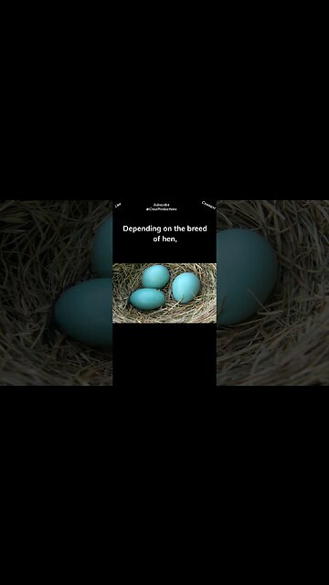 Some hens lay blue eggs