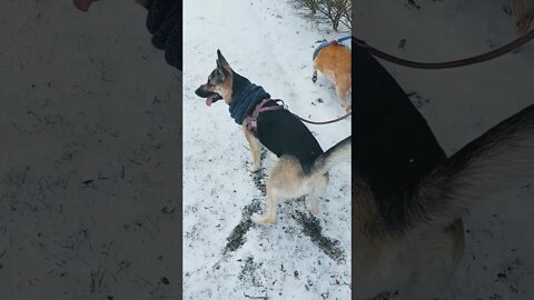 My Shepsky Maple Showing Off #shorts